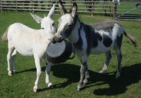 Radcliffe Donkey Sanctuary